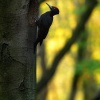 Datel cerny - Dryocopus martius - Black Woodpecker 5421